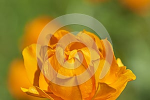 Orange Trollius - Blooming globeflower in Siberian forest - close up