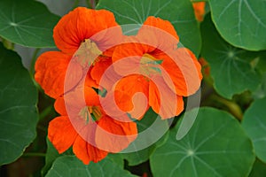 Orange Tropaeolum  commonly known as nasturtium in garden