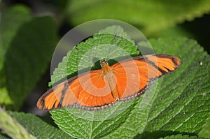 Orange tropical butterfly with opened wings