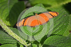 Orange tropical butterfly with opened wings