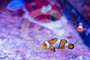 Orange tropical fish Amphiprion perkula (Premnas, clown fish) photo