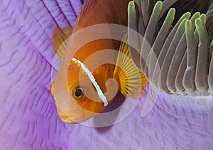 Orange tropical fish in the coral reef on Maldive islands.