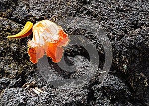 Orange tropical flower on lava rock texture background