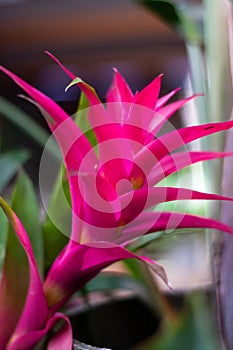Orange tropical plant . Closeup pink bromelia or guzmania plant. Freshy flower. Exotic plant. Homedecor plant photo