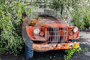 Orange Truck growing out of tree