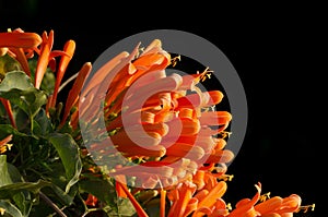 Orange trumpet on black background, Pyrostegia Venusta photo