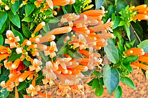 Orange trumpet,close up