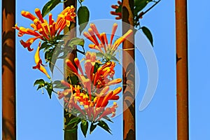 The orange trumpet creeper flowers photo