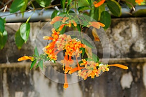 Orange trumpet, Flame flower, Fire-cracker vine