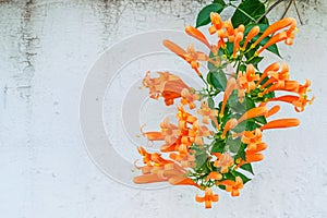 Orange trumpet, Flame flower, Fire-cracker vine,Pyrostegia venus photo