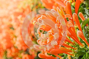 Orange trumpet, Flame flower, Fire-cracker vine,Pyrostegia venus