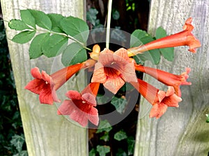 Orange Trumpet Honeysuckle Flowers In Bloom