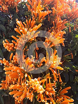 The orange trumpet vine is a fast-growing woody vine that produces cascading trumpet-shaped orange flowers