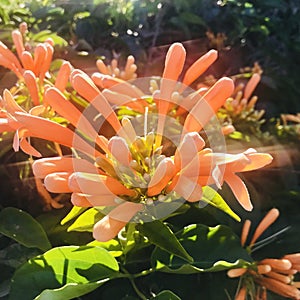 An Orange trumpetvine with backlit in the morning. Square photo image. photo