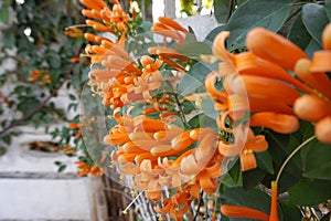 Orange trumpetvine