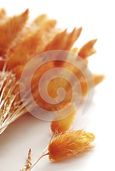 Orange Tufts photo