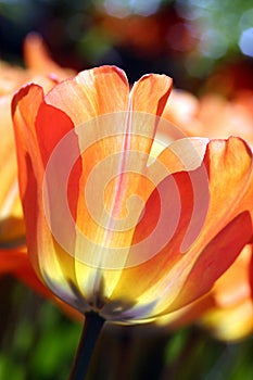 Orange tulip