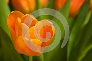 Orange tulip