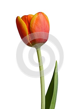 Orange Tulip