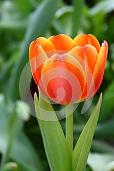 Orange tulip