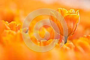 Orange tulip