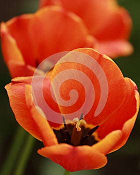 Orange tulip