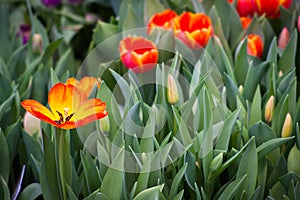 Orange Tulip