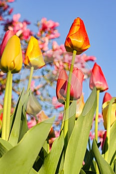 Orange Tulip Against the Blue Sky