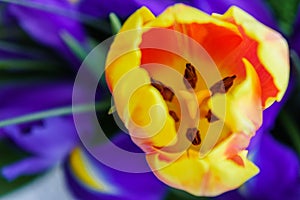 Orange tulip on the background of blue irises