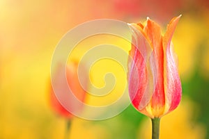 Orange tulip on the background of yellow flowers close-up.