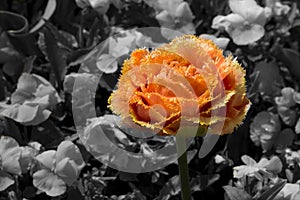 Orange tulip with jagged petals stands out from gray and black background