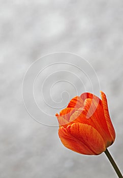 Orange tulip in bloom in early spring