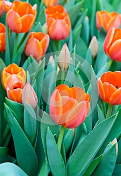 Orange tulip blossom