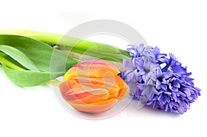 Orange tulip and blue hyacinth