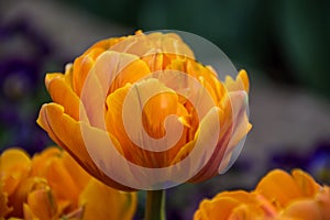 Orange tulip, Botanical Gardens of Balchik, Bulgaria