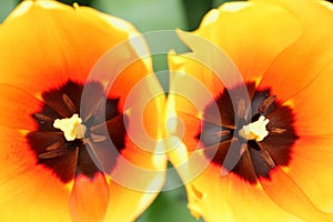 Orange tulip closeup