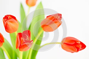 Orange tulip cluster