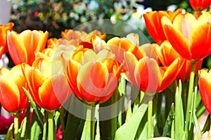 Orange tulip colorful flowers blooming in garden