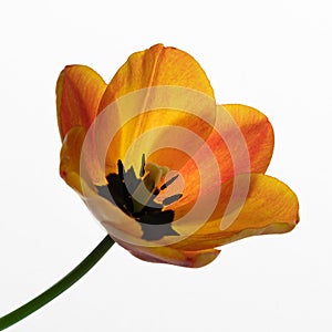 Orange tulip in early spring on a white background