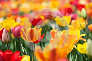 Orange Tulip in Field