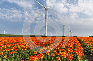 Orange tulip field and wind turbines in the Noordoostpolder municipality, Flevoland photo