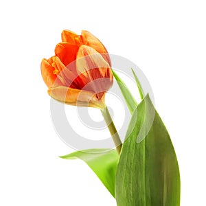 Orange Tulip Flower