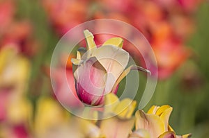 Orange Tulip flower between assorted color tulips, selective focus