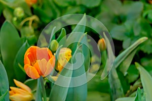 orange tulip flower bloom on green leaves background in tulips garden, Spring flowers