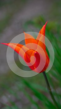 Orange tulip flower blooming