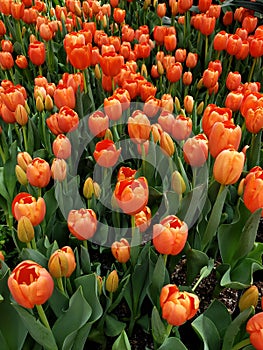 orange tulip flower in a botanical garden