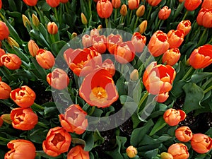 orange tulip flower in a botanical garden, background and texture