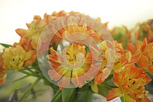 orange tulip flower bouquet decorating in vase