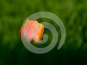 Orange tulip flower bud contrasted against green surrounds