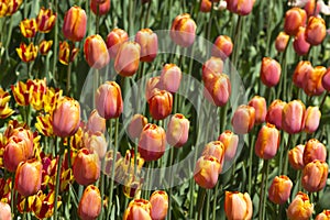 Orange tulip flower field blooming.